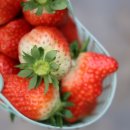 당진시농업기술센터 | 당진 딸기가 맛있는 이유