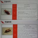 (주)벨킨스 | 해충방제업체 추천 벨킨스 서울지점 (바퀴벌레 혐오 주의!)