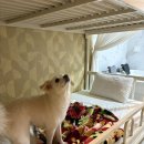 하늘빛 | 춘천 애견동반 펜션후기 하늘빛관광농원👍