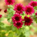 하누농장 이미지