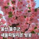 의동보건진료소 화장실 | 부산에서 뚜벅이 울산 간절곶 새울파빌리온 핑크파빌리온 벚꽃 포토존 가는법