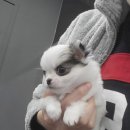 내 품안의 반려견 이미지