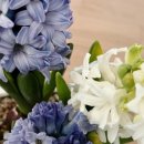 가행나무 이미지