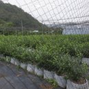 심원농장 이미지