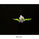 들바람꽃 이미지