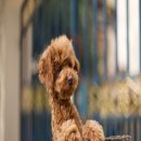 김포동물병원 이미지