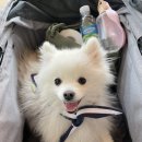 가온펫샵 이미지