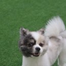 도그런하우스 이미지