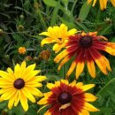 꽃들어린이집 이미지