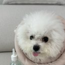 (주)헬로마이펫 이미지