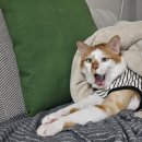 낭낭그루밍 이미지