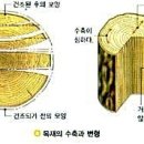 목재란? 이미지