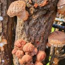 흙진주포도체험마을 이미지