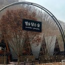 별을 담은 숲 이미지