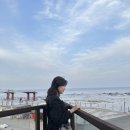 발해족발 | [임신일기 17주~18주] 벚꽃놀이 / 애착인형 / 젤리캣 클룸 / 포항나들이