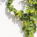 아이비약국 이미지