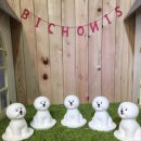 비숑이즈 이미지