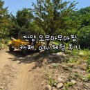 왕팜 | 단양 오무아무아팜투어 ATV체험 및 카페 방문 후기