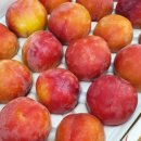 도담농원 이미지