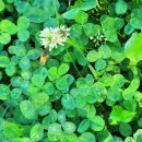 네잎클로버 이미지