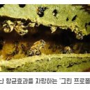바로그린 이미지