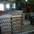 해병농장 이미지