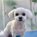 이다애견미용실 이미지