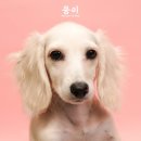 프리댕 | [시흥/안산 애견카페] 새끼 강아지 애견카페 투어 일기 모음