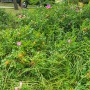 변산해수욕장 이미지