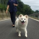 용인시 동물보호센터 이미지