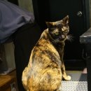 심쿵하냥 이미지