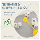 봄강아지 | ’내 강아지의 봄‘ 즐거운 독 피트니스 수업 후기!