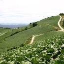 초록목장 이미지