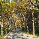 청주가로수길 이미지