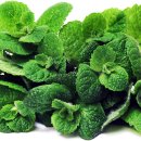 애플민트 이미지