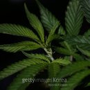 더마르한 이미지