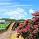 회산백련지 이미지