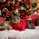 펫플래닛 이미지