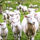 양평양떼목장 이미지