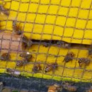 장수양봉원 이미지