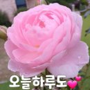 선생의 고기 이미지