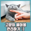 돌봄동물병원(나