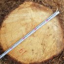 소나무(46살)-061-은평구 봉산 편백나무 숲 확장공사로 벌목된 나무 기록 이미지