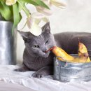 동탄호수동물병원 이미지