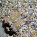 #[안산시 여행] 안산 3경, 대부도/구봉도 여행 포인트 구봉도 낙조 전망대의 환상 과 대부 2경 해솔길 1코스.........4 이미지