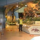 트리케라톱스 공룡 화석 소개 이미지