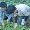 진안1호 이미지