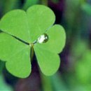 네잎클로버pc 이미지