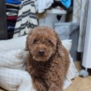 애견호텔 몽몽 이미지