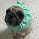 호빵펫살롱 이미지